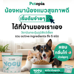 Yoguplus+ ผงวิตามินเพิ่มภูมิสัตว์เลี้ยงสุดนัว โรยวันละช้อน น้อนๆแข็งแรง