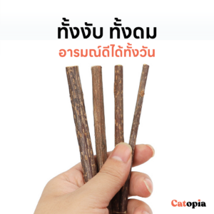 [🚚 พร้อมส่ง] ไม้มาทาทาบิ ขัดฟันแมว มาทาบิ สำหรับแมว แคทนิปญี่ปุ่น ไม้แมวเมา ไม้ขัดฟัน ก้านมาทาทาบิ ไม้แปรงฟันแมว - Image 3