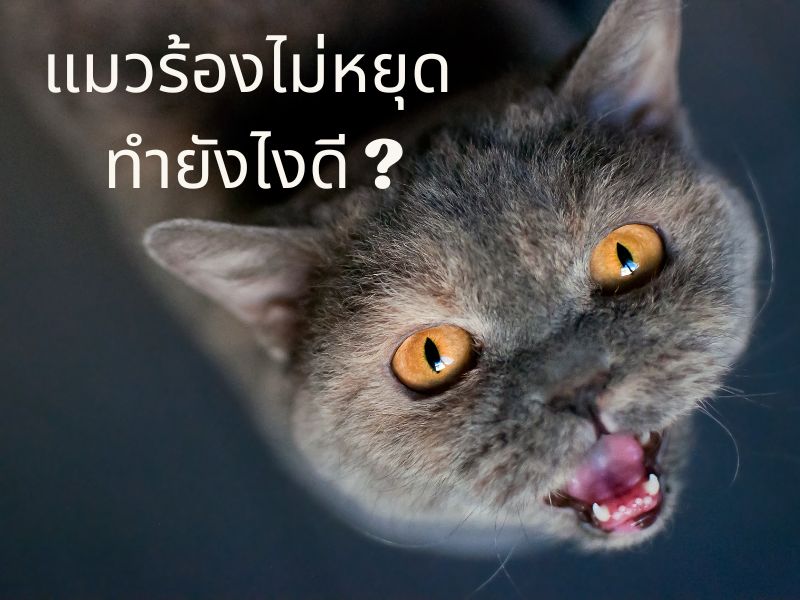แมวร้องไม่หยุด