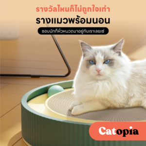 รางบอลแมวลับเล็บ พร้อมนอน นอนได้ มีบอลรอบ ๆ ให้น้องแมวไม่เบื่อ Selected By Catopia - Image 2