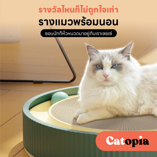 รางบอลแมวลับเล็บ พร้อมนอน นอนได้ มีบอลรอบ ๆ ให้น้องแมวไม่เบื่อ Selected By Catopia
