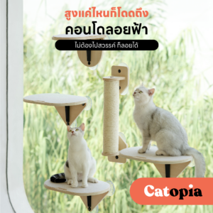 Mewoofun คอนโดแมว ติดกระจก สไตล์มินิมอล แข็งแรงไม่ตก แต่งห้องแมว ลับเล็บแมว Selected By Catopia