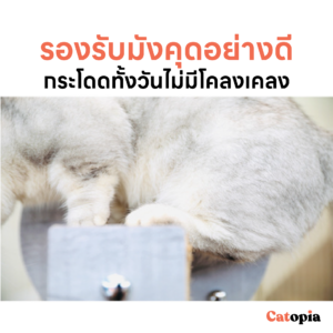 Joycat คอนโดแมวติดกระจก ฝนเล็บแมว ลับเล็บแมว เตียงนอนแมว ของเล่นแมว ที่นอนแมว Selected By Catopia - Image 5