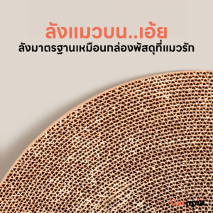 รางบอลแมวลับเล็บ พร้อมนอน นอนได้ มีบอลรอบ ๆ ให้น้องแมวไม่เบื่อ Selected By Catopia - Image 10