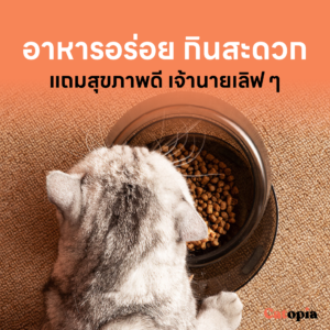ชามอาหารแมวเพื่อสุขภาพ บำบัดคอแมว จานอัจฉริยะ เอียงได้มีถาดรองหก ใช้น้ำร้อนฆ่าเชื้อได้ - Image 8