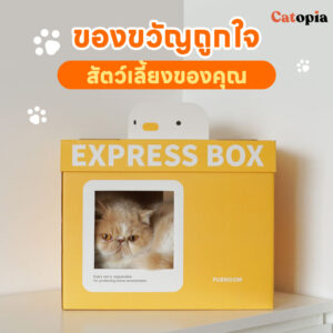 กล่องนอนแมว ลังแมว Express Box Purroom สร้างพื้นที่ปลอดภัย ลดพฤติกรรมลับเล็บกับโซฟา - Image 8