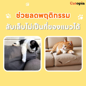 กล่องนอนแมว ลังแมว Express Box Purroom สร้างพื้นที่ปลอดภัย ลดพฤติกรรมลับเล็บกับโซฟา - Image 7