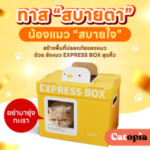 กล่องนอนแมว ลังแมว Express Box Purroom สร้างพื้นที่ปลอดภัย ลดพฤติกรรมลับเล็บกับโซฟา