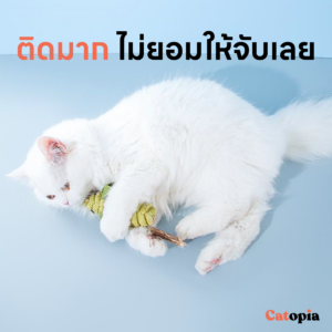 ตุ๊กตาหนูมาทาทาบิ สอดไส้หญ้าแมว ของเล่นแมว ไม้ขัดฟัน ตุ๊กตาหนู ล่อแมว แมวขบ Catnip Selected Catopia - Image 5
